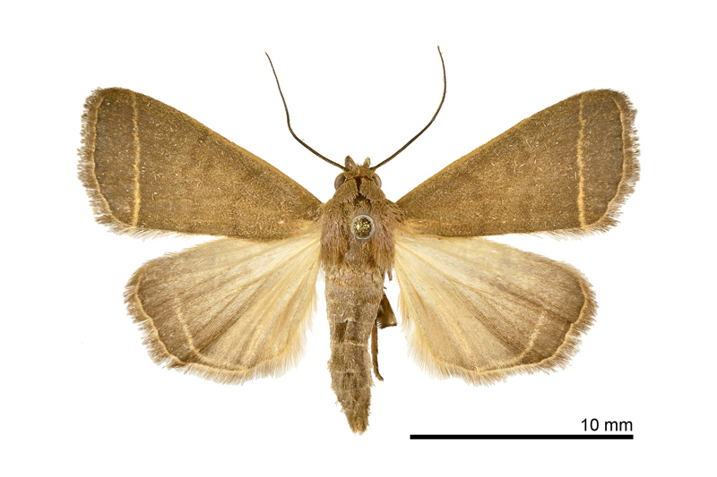 Simplicia cornicalis Female
